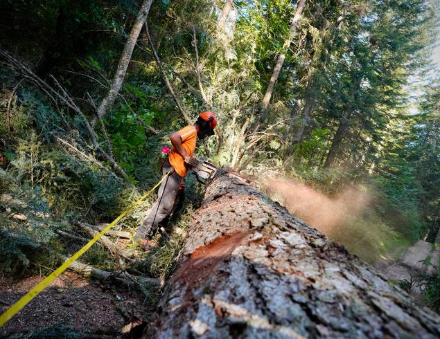 Le bois de construction